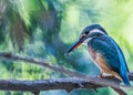 Common Kingfisher in alert position for looking fish Royalty Free Stock Photo