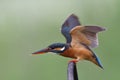 Common kingfisher alerting to invading bird by ready to fight back an enemy