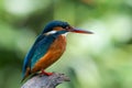 Common kingfisher (alcedo atthiss)