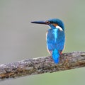 Common Kingfisher bird