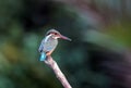 Common kingfisher bird on a branch Royalty Free Stock Photo