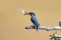 Common kingfisher bird catches fish, Common kingfisher bird on branch Royalty Free Stock Photo