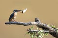 Common kingfisher bird catches fish on branch Royalty Free Stock Photo