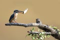 Common kingfisher bird catches fish on branch