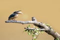 Common kingfisher bird catches fish, Common kingfisher bird on branch Royalty Free Stock Photo