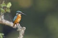 Common kingfisher bird in Nepal Royalty Free Stock Photo