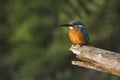 Common kingfisher bird in Nepal