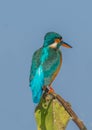 Common Kingfisher bird Royalty Free Stock Photo