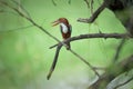 Common Kingfisher bird perched on a tree looking left Royalty Free Stock Photo