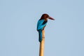 Common Kingfisher bird perched on a wooden pole Royalty Free Stock Photo