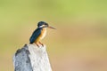 Common kingfisher bird in Pottuvil, Sri Lanka Royalty Free Stock Photo