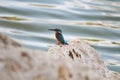 Common kingfisher bird resting on the rock Royalty Free Stock Photo