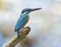 Common Kingfisher on the branch