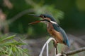 Common kingfisher calling on a branch Royalty Free Stock Photo