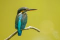 Common kingfisher Royalty Free Stock Photo