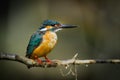 Common Kingfisher