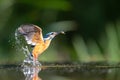 Common Kingfisher comming out of the water after diving for fish