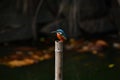 common kingfisher