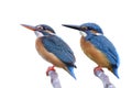 Common kingfisher comparison in isolated on white background, female has red lips while male has all black bill