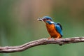 Common Kingfisher eating a fish Royalty Free Stock Photo
