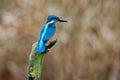 Common kingfisher - Eisvogel Alcedo atthis