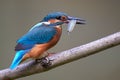 Common Kingfisher / Eisvogel Alcedo atthis Royalty Free Stock Photo