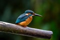 Common Kingfisher (Europe, Asia, Africa) (Generative AI)