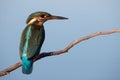 Common Kingfisher female [Alcedo atthis] Eurasian kingfisher and river kingfisher. Bird sitting on a branch. Birds of Europe. Royalty Free Stock Photo