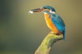 Common kingfisher with a fish Royalty Free Stock Photo