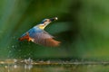 Common Kingfisher fishing