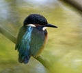 Common kingfisher fishing on the river