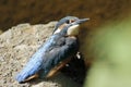 Common kingfisher fishing on the river
