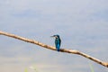 Common kingfisher in IJssel landscape, the Netherlands Royalty Free Stock Photo