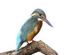 Common Kingfisher Royalty Free Stock Photo