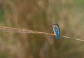 Common kingfisher Royalty Free Stock Photo