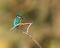 A Common Kingfisher looking down