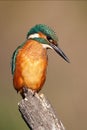 Common kingfisher looking on stump in summer nature