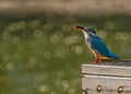 Common Kingfisher looking up to sky