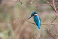 Common Kingfisher (male) Royalty Free Stock Photo