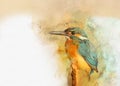 Common Kingfisher - painted with watercolor.