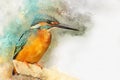 Common Kingfisher - painted with watercolor. Royalty Free Stock Photo