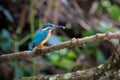 Common kingfisher perch on the branch over the stream at Kaoyai Royalty Free Stock Photo