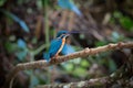 Common kingfisher perch on the branch over the stream at Kaoyai Royalty Free Stock Photo