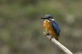 Common Kingfisher perched on a branch Royalty Free Stock Photo