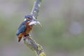 A Common Kingfisher alcedo atthis perched on a branch with a small fish in its beak. Royalty Free Stock Photo