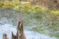 Common Kingfisher perched on the dry branch Royalty Free Stock Photo