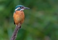 Common kingfisher perched with intent look over green background