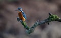 Common kingfisher perched on a moss-covered branch Royalty Free Stock Photo