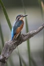 Common Kingfisher perched on an old log Royalty Free Stock Photo