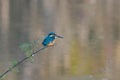 Common kingfisher perched on a plant branch beside a lake Royalty Free Stock Photo